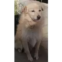 Foto dell\'animale COMUNE DI FLUMERI - 380260043135302