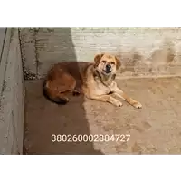 Foto dell\'animale COMUNE DI FONTANAROSA - 380260002884727