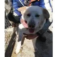 Foto dell\'animale COMUNE DI FLUMERI - 380260042479086