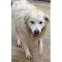 Foto dell\'animale COMUNE DI ARIANO IRPINO - 380260044051556
