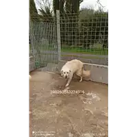 Foto dell\'animale COMUNE DI FRIGENTO - 380260043224916