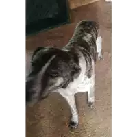 Foto dell\'animale COMUNE DI ARIANO IRPINO - 380260043995155