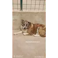 Foto dell\'animale COMUNE DI SCAMPITELLA - 380260044052403
