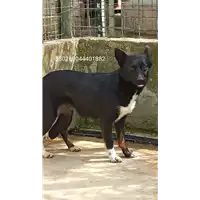 Foto dell\'animale COMUNE DI SAN MICHELE DI SERINO - 380260044401882