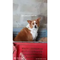 Foto dell\'animale COMUNE DI PATERNOPOLI - 380260044398174