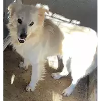 Foto dell\'animale COMUNE DI BONITO - 380260044433412