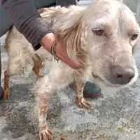 Foto dell\'animale COMUNE DI GROTTAMINARDA - 380260044474526