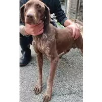 Foto dell\'animale COMUNE DI FLUMERI - 380260044434304