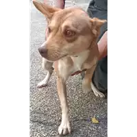 Foto dell\'animale COMUNE DI TORELLA DEI LOMBARDI - 380260044474101