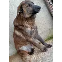 Foto dell\'animale COMUNE DI MORRA DE SANCTIS - 380260044961351