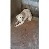 Foto dell\'animale COMUNE DI MONTECALVO IRPINO - 380260044433713