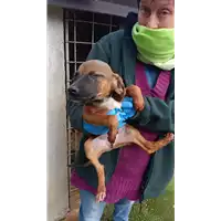 Foto dell\'animale COMUNE DI SAN MICHELE DI SERINO - 380260044960766