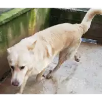 Foto dell\'animale COMUNE DI ARIANO IRPINO - 380260042477372