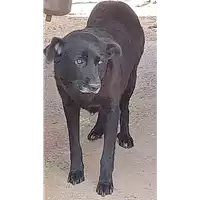Foto dell\'animale COMUNE DI SAN MANGO SUL CALORE - 380260042483509