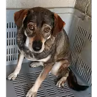 Foto dell\'animale COMUNE DI SAN MANGO SUL CALORE - 380260041178723