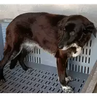 Foto dell\'animale COMUNE DI SAN MANGO SUL CALORE - 380260041174198