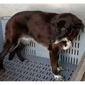 COMUNE DI SAN MANGO SUL CALORE - 380260041174198