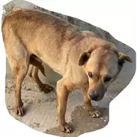 Foto dell\'animale COMUNE DI SANT'ANGELO ALL'ESCA - 380260042524161