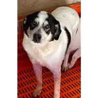 Foto dell\'animale COMUNE DI BONITO - 380260043202959