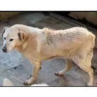 Foto dell\'animale COMUNE DI BONITO - 941000001587335