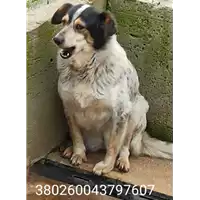 Foto dell\'animale COMUNE DI NUSCO - 380260043797607
